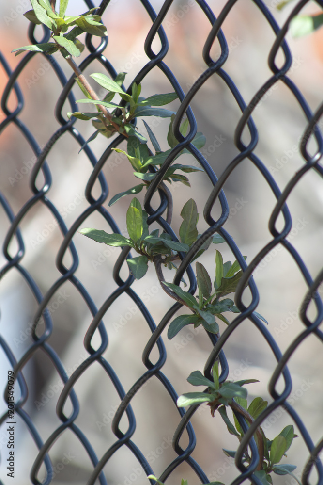 Fototapeta premium Vine on fence