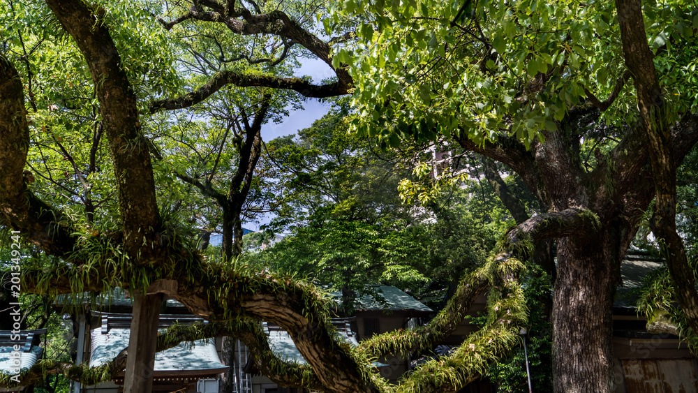 Fototapeta premium grand arbre recouvert de mousses et végétations dans un sanctuaire shintoïste au Japon