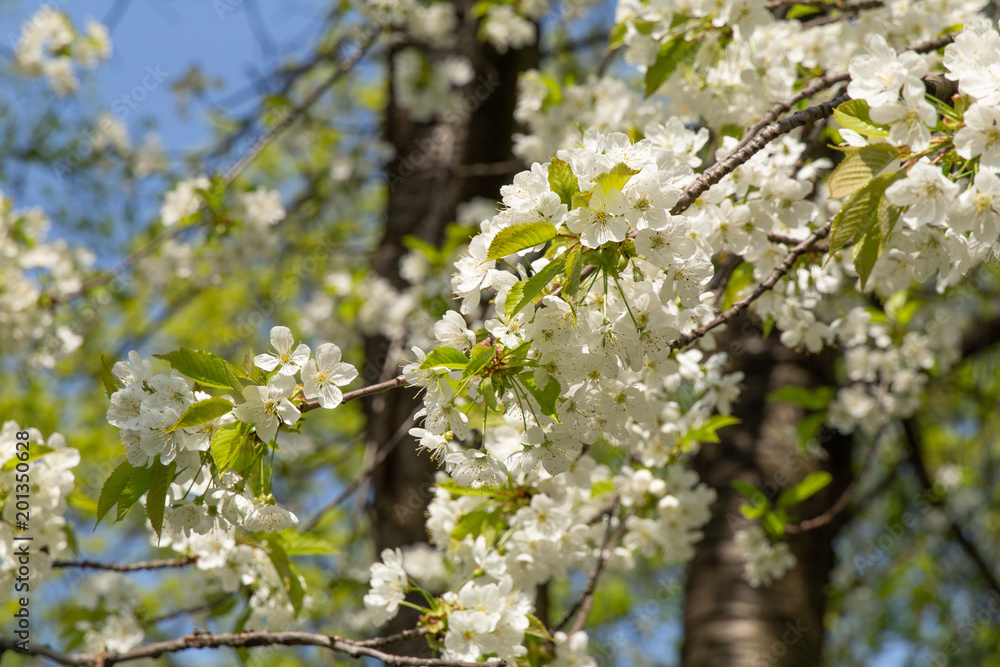 Summer white blooming cherry tree flowers on a blue sky background Summer white blooming cherry tree flowers on a blue sky background