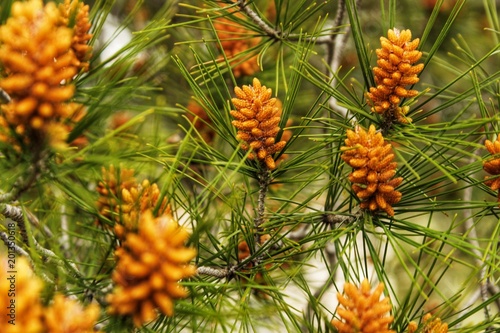 Colorful pine cones growing on a pine tree © SoniaBonet