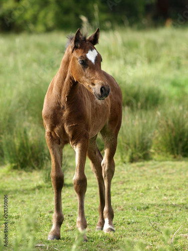 Pretty Foal © Nigel Baker