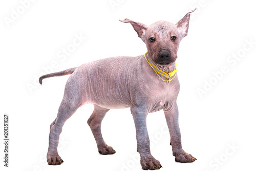 Щенок породы Xoloitzcuintle  Мексиканская  голая, без шерсти, крупным планом, изолирован на белом фоне  photo