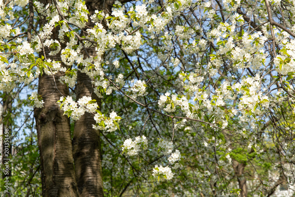Fototapeta premium Spring white blooming cherry tree flowers on a blue sky background