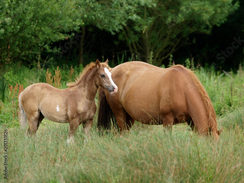 Mare and Foal © Nigel Baker