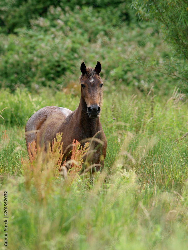 Welsh Pony