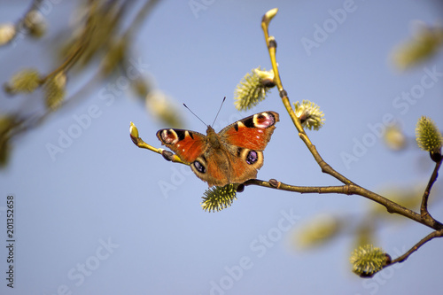 The branch of the pussy willow against the background of a flowering willow and pine forest in natural conditions, daphne willow in vernal season/ .Pussy Willow Sunday photo