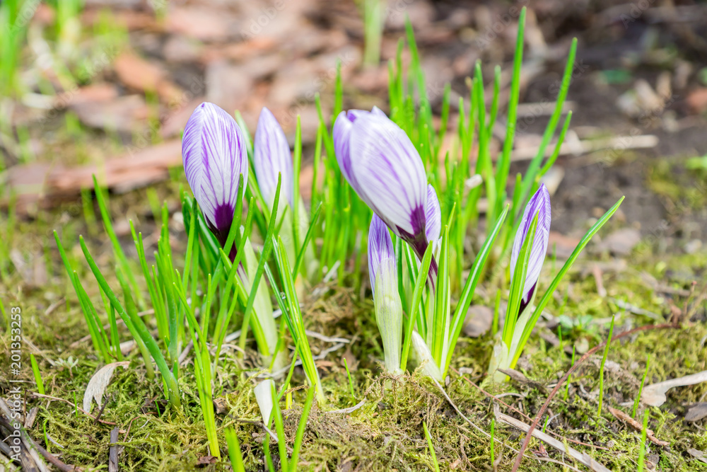 Colorful purple crocus flowers blooming on a sunny Spring day in the garden Colorful purple crocus flowers blooming on a sunny Spring day in the garden