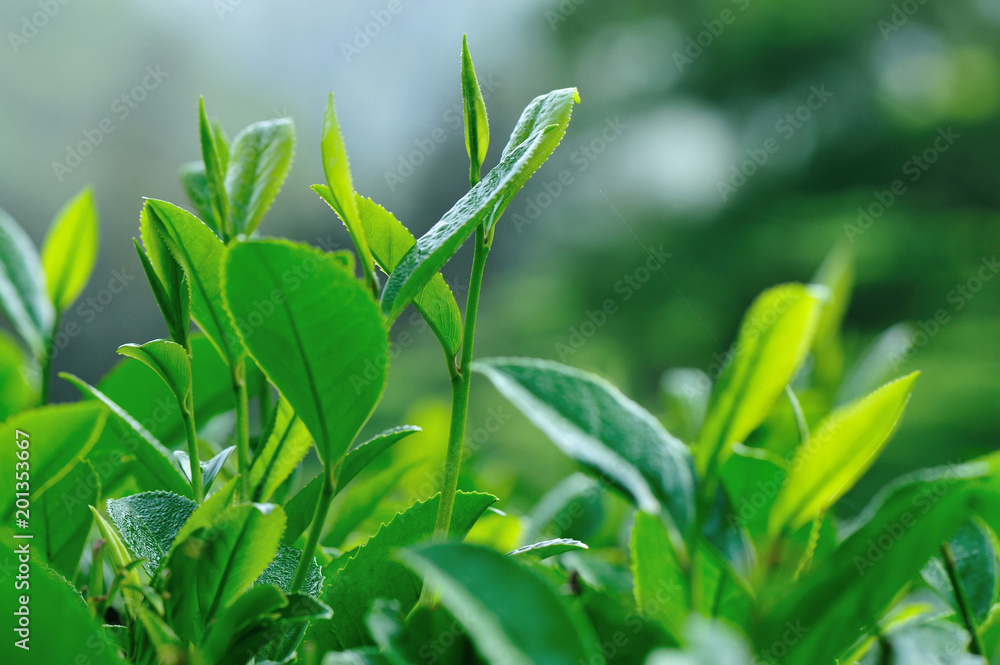 Growing green tea trees in spring mountains