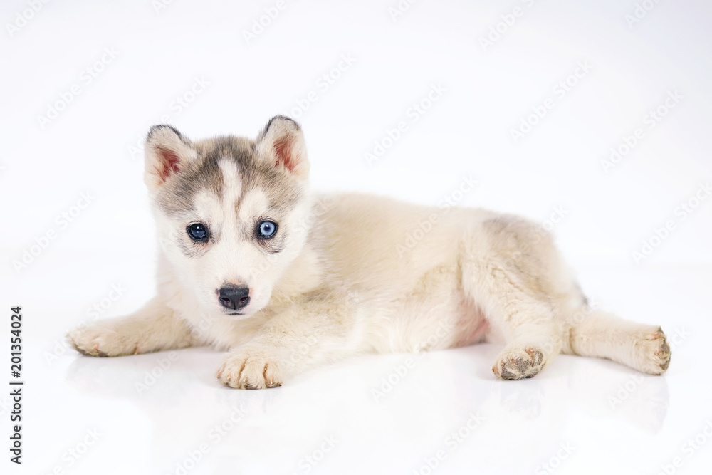 Adorable grey and white Siberian Husky puppy with different eyes lying down indoors on a white background