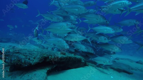 Big eye Trevally Jack, (Caranx sexfasciatus) Forming a polarized school, bait ball or tornado. Cabo Pulmo National Park, Cousteau once named it The world's aquarium. Baja California Sur,Mexico. photo