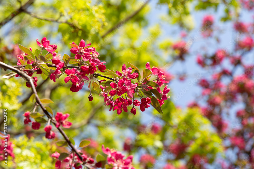 Spring pink crabapple blooming tree flowers on a sky background Spring pink crabapple blooming tree flowers on a sky background