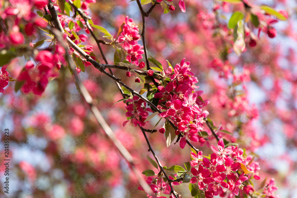 Summer pink crabapple blooming tree flowers on a sky background Summer pink crabapple blooming tree flowers on a sky background