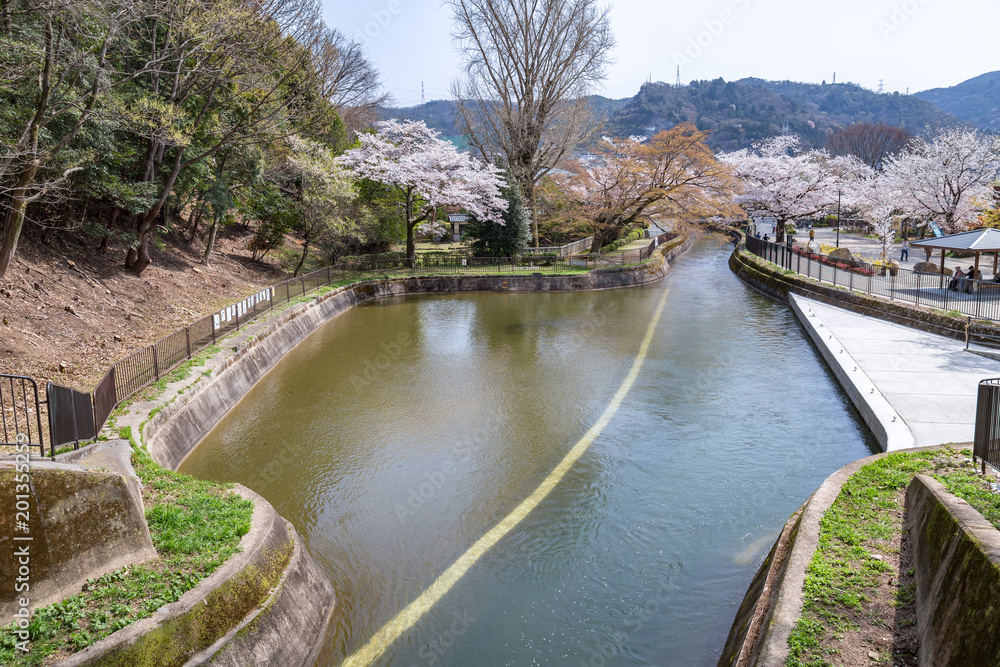 春の山科疏水