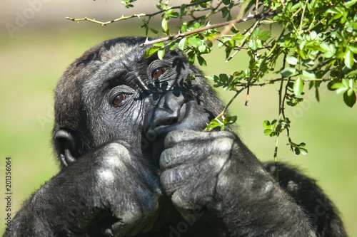Gorilla beim Essen