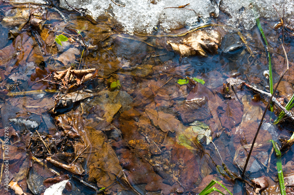 Early spring landscape of the snow in the forest. Melt water in a spring stream on a sunny day in the forest.