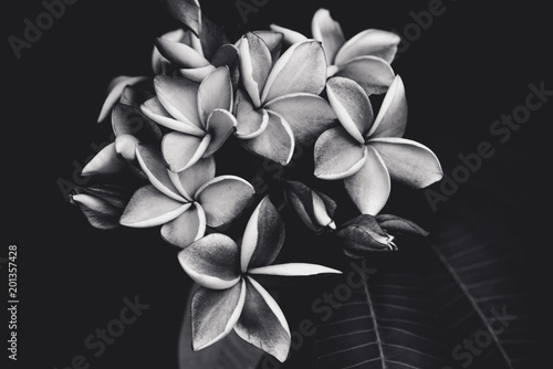 plumeria flowers,black and white.