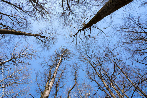 Tops of trees without leaves against the blue spring sky.