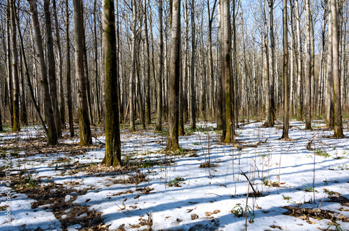 Melting snow in the spring in the forest.