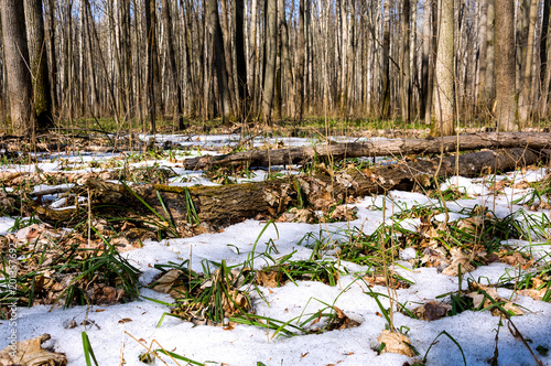 Melting snow in the spring in the forest.