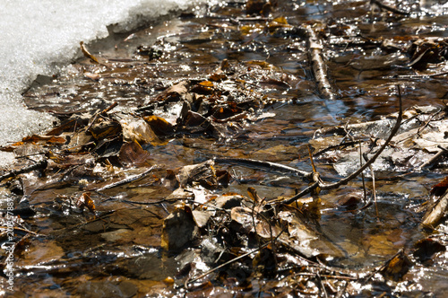 Early spring landscape of the snow in the forest. Melt water in a spring stream on a sunny day in the forest.