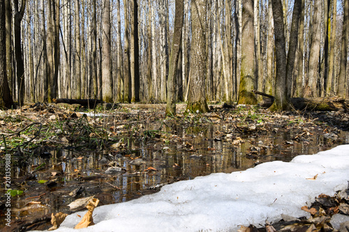 Melting snow in the spring in the forest.