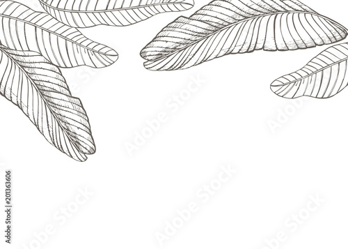 Summer tropical leaves vector design. Floral background illustration. Invitation or card design with jungle leaves.