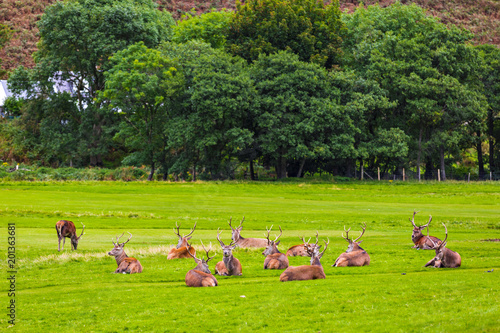 Red deer herd in natural environment on Island Arran  Scotland