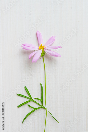 Pink purple Cosmos flower bipinnatus closeup on gentle pastel wooden natural background, abstract natural background, blank greeting card copy space