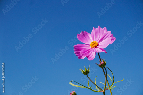 Pink flowers are blooming in nature with bright sky.