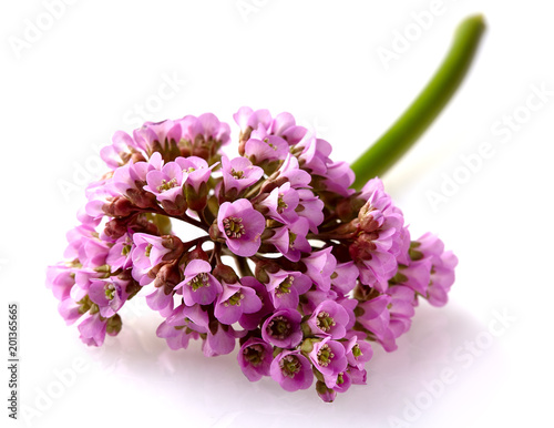 Photos Close-up view to pink flower bergenia (also called elephant-ear, badan, Siberian tea, Mongolian tea, leather bergenia) isolated on white background