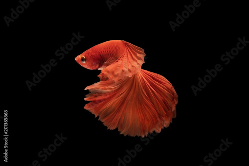 Foto The moving moment beautiful of siam betta fish in thailand on black background