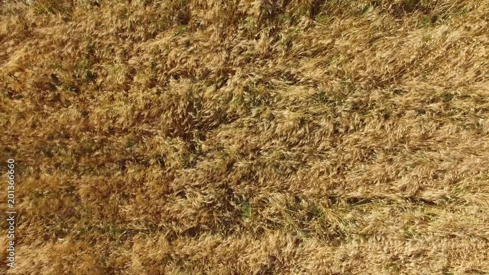 Ascending aerial shot of yellow ripe wheat plants in field Ascending aerial shot of yellow ripe wheat plants in field