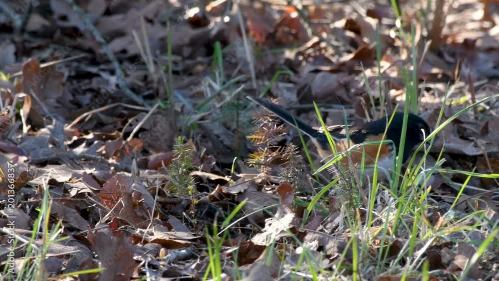 Eastern Towhee bird forages for food Eastern Towhee bird forages for food