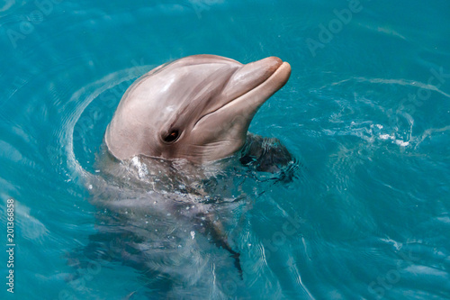 The yong Bottlenose dolphin is swimming in red sea © Asher