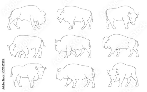 bison line