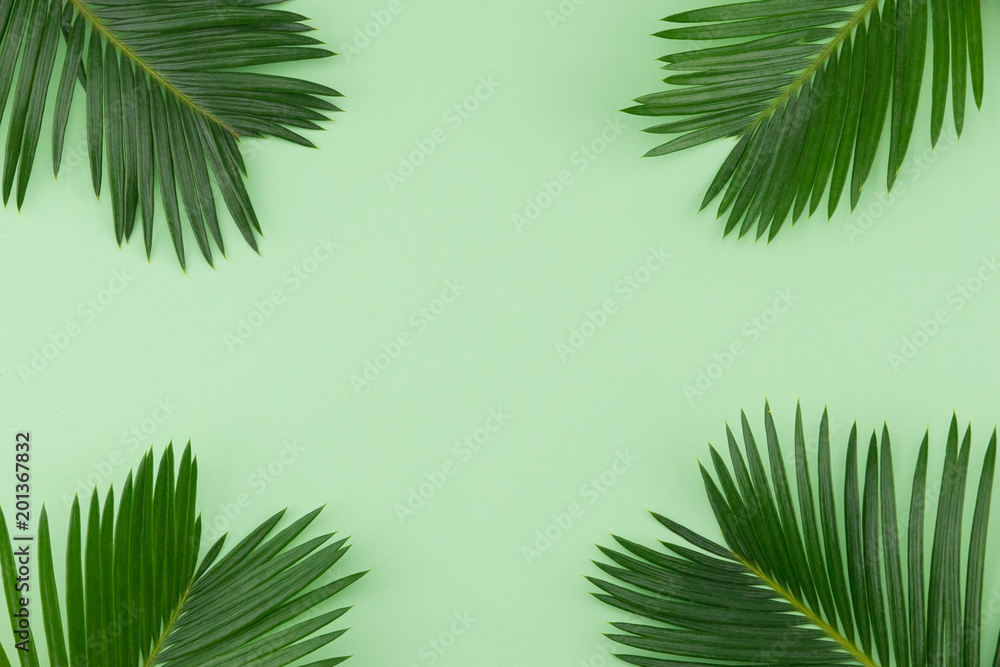 Fern leaves on pastel green background with copy space