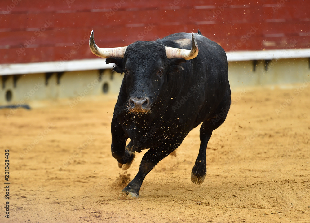 toro toro
