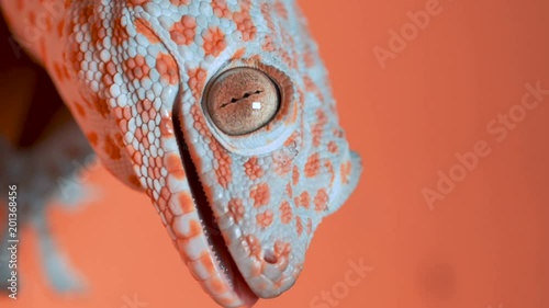 Gecko on the orange wall