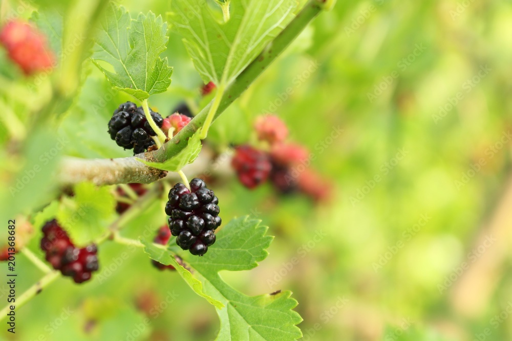 Wild mulberries ripening on a leafy branch. Ripe, black mulberry with other colorful berries in the background. Concepts of food, fresh, gardening Wild mulberries ripening on a leafy branch. Ripe, black mulberry with other colorful berries in the background. Concepts of food, fresh, gardening