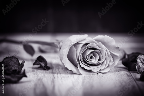 роза, черно-белое