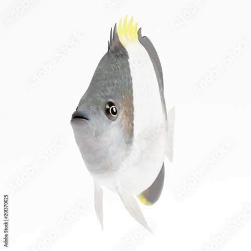 Realistic 3D Render of Black Pyramid Butterflyfish photo
