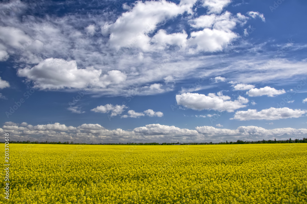 Picturesque canola field under blue sky with white fluffy clouds