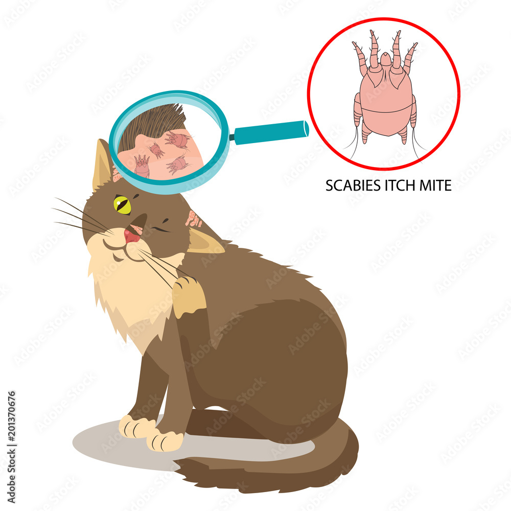 Parasite Of The Skin. Cat Parasites Vector. Itch Mite. Sarcoptes