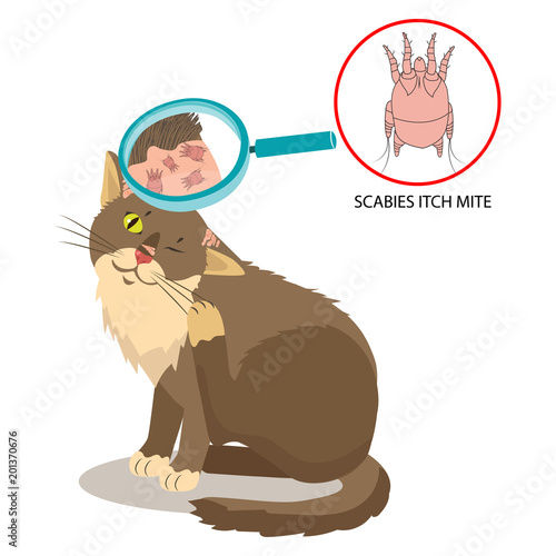 Parasite Of The Skin. Cat Parasites Vector. Itch Mite. Sarcoptes Scabiei. On Cat In The Fur As A Close Up Magnification. Pet Veterinary Medicine Vector.
