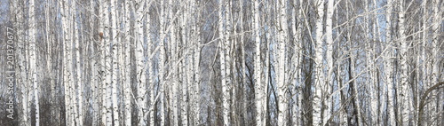 Fotografie, Obraz Beautiful white birches in birch grove