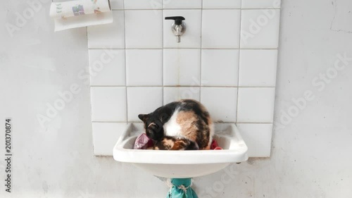 Female cat sleeping in a washbasin photo