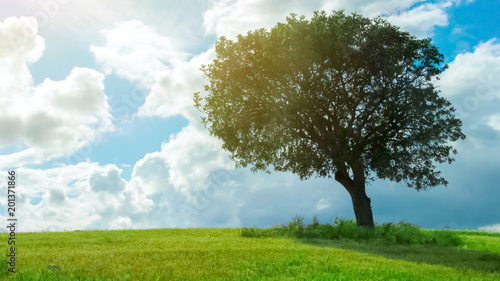 Tree growing alone in green field, sun shining and clouds flying in blue sky