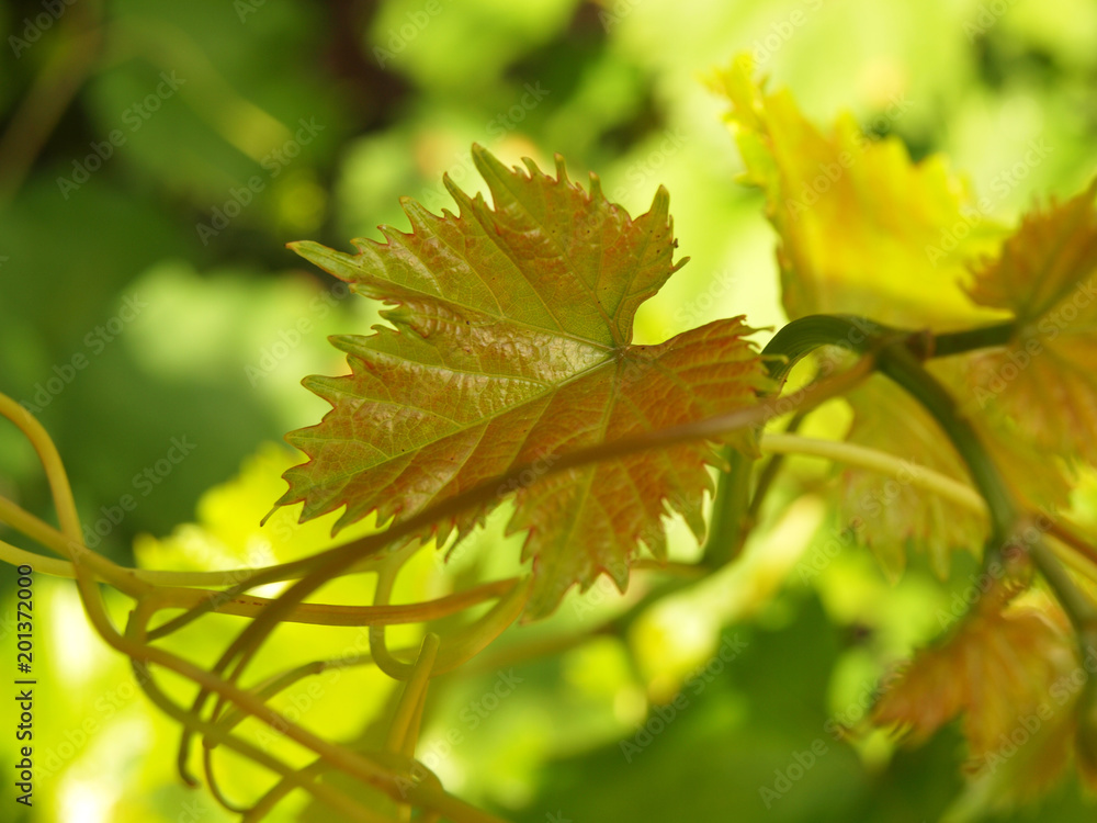 Grape leaves