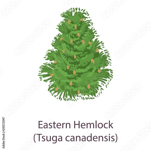 Eastern hemlock icon. Flat illustration of eastern hemlock vector icon for web