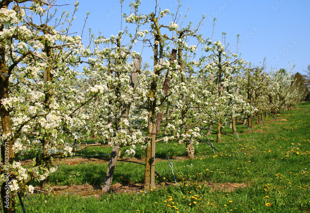 Fototapeta premium birnbäume plantage 